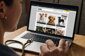 Tìm dây dắt chó trên web quốc tế