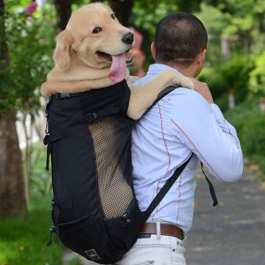  Tập cho chó lớn quen balo 