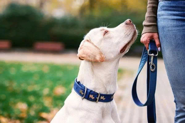 cách đeo dây dắt chó