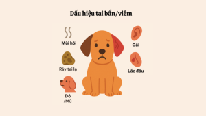 chăm sóc thú cưng ở đâu