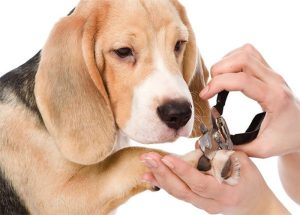  cách chăm sóc thú cưng của người khác
