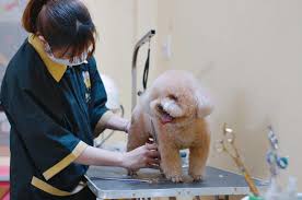 Bí quyết chọn chỗ chăm sóc thú cưng an toàn