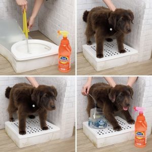 Hướng dẫn làm khay vệ sinh chó