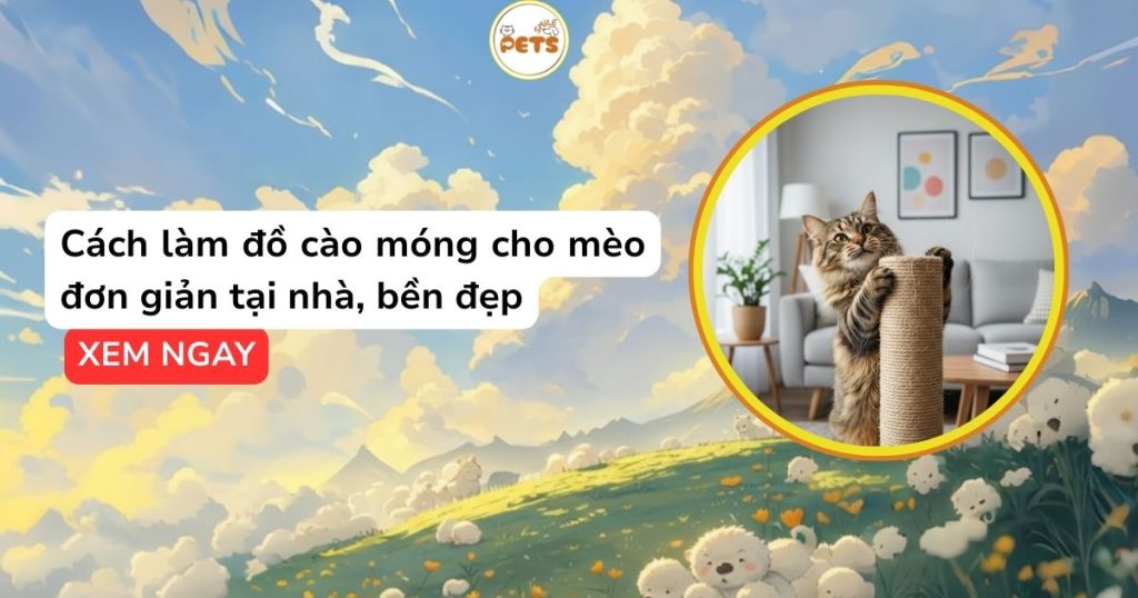 Cách làm đồ cào móng cho mèo đơn giản tại nhà, bền đẹp