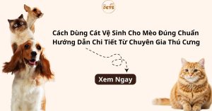 cách dùng cát vệ sinh cho mèo đúng chuẩn