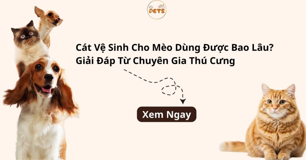 cát vệ sinh cho mèo