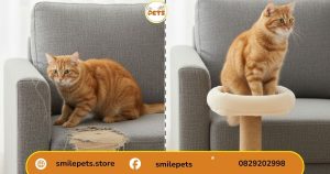 lý do chọn cách làm bàn cào móng cho mèo bằng dây thừng