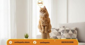 mẹo làm bàn cào móng cho mèo bằng dây thừng bền đẹp