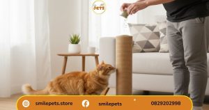 mèo làm quen cách làm bàn cào móng cho mèo bằng dây thừng