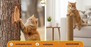 vai trò bàn cào móng là gì đối với sức khỏe mèo