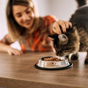 Pate dinh dưỡng – Bí quyết chăm sóc chó mèo toàn diện