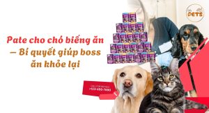 Pate cho chó biếng ăn – Bí quyết giúp boss ăn khỏe lại