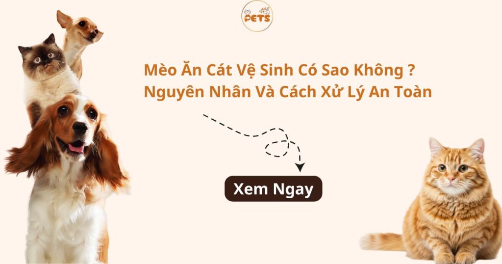 mèo ăn cát vệ sinh có sao không