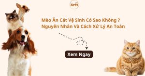 mèo ăn cát vệ sinh có sao không