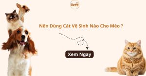nên dùng cát vệ sinh nào cho mèo