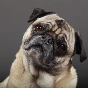 Pate cho chó biếng ăn – Bí quyết giúp boss ăn khỏe lại