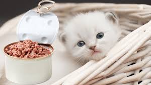 Pate dinh dưỡng – Bí quyết chăm sóc chó mèo toàn diện